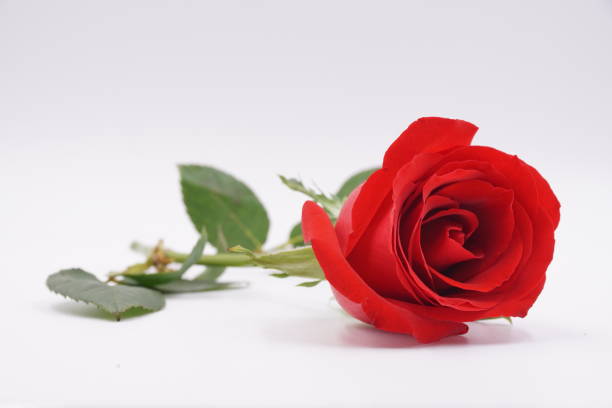 Long-stemmed red rose — rethinking the environmental cost of imported Valentine's Day flowers
