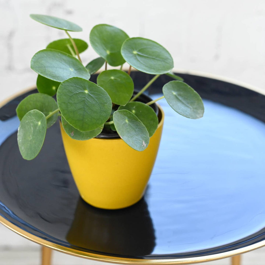 Pilea Peperomioides