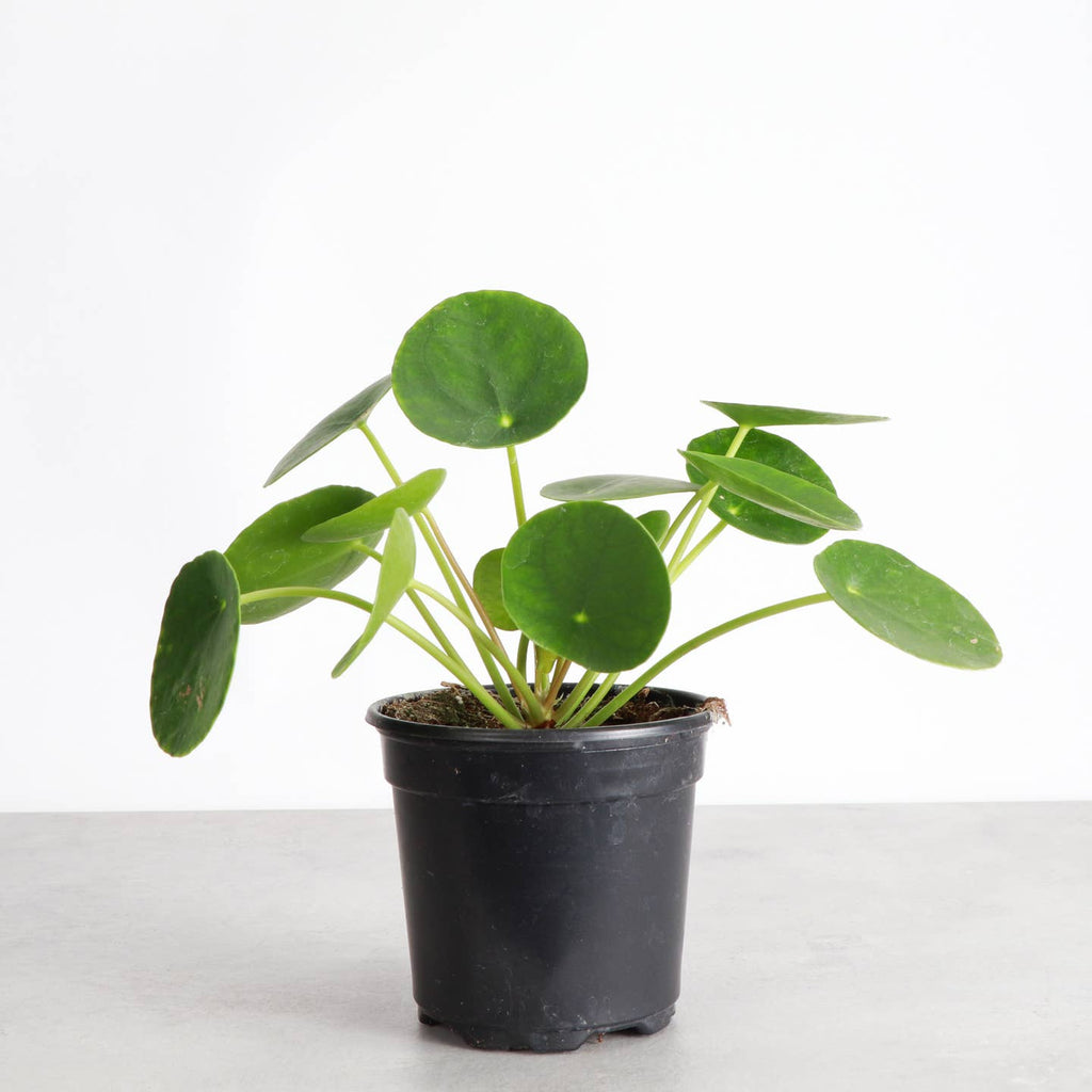 Pilea Peperomioides