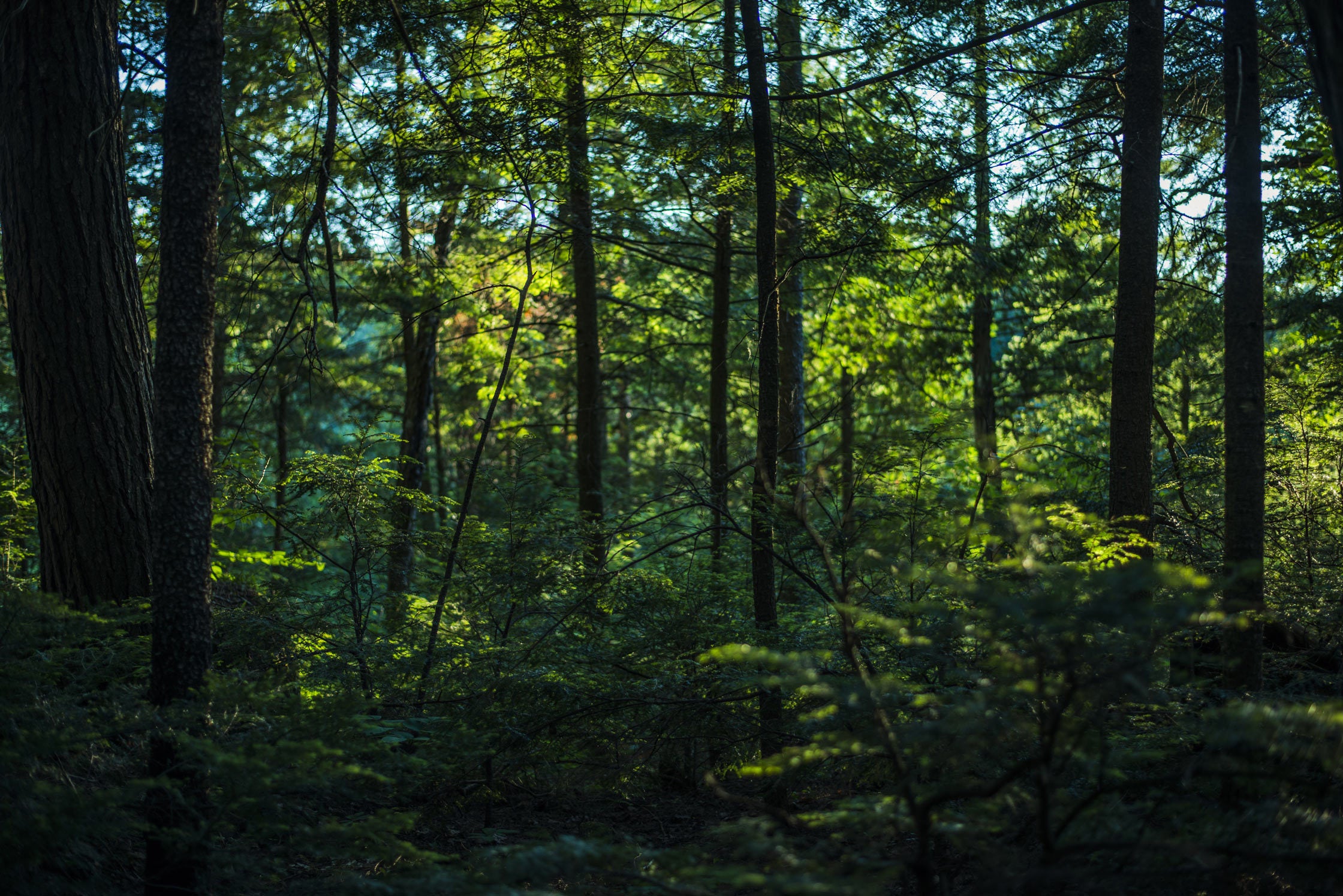 Thick lush green forest
